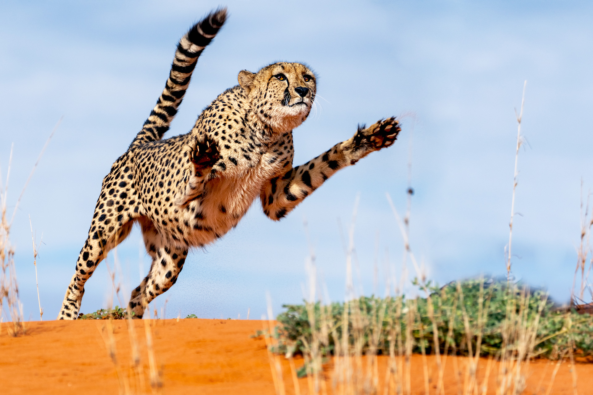 Ein Gepard springt in der Sandwüste der Kalahari. Fotografiert auf einer Fotoreise von Benny Rebel.