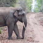 Elefanten im Bandhavgarh Nationalpark