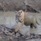 Ein Tiger-Video aus Indien