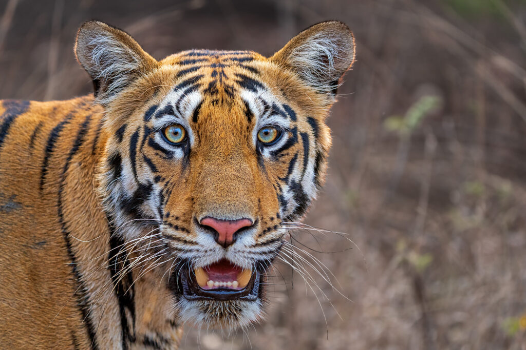 34 Tiger haben wir in nur 11 Safaritagen in Indien gesehen. Somit ist unsere Tiger-Fotosafari heute äußerst erfolgreich beendet.