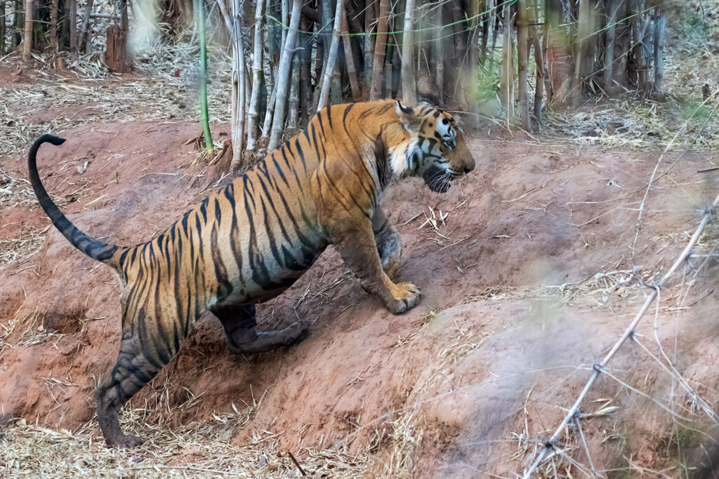 Tiger baden gerne. Löwen, Leoparden, Geparde und Hauskatzen mögen das Baden nicht. Fotoreise durch die Wildnis Indiens.