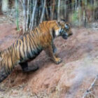 Ein weiterer Tiger im Bandhavgarh Nationalpark