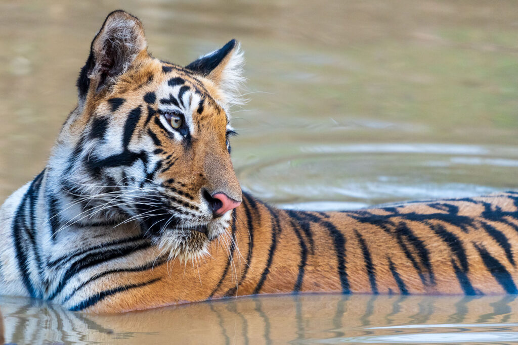 Noch drei Tage werden wir im Bandhavgarh Nationalpark unterwegs sein und bereits jetzt haben wir unseren 2023-Rekord gebrochen.