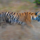 Unsere 2025-Tiger-Fotosafari ist nun online