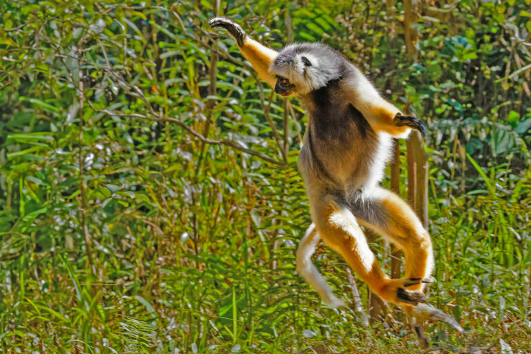 Madagaskar_Fotoreise_Fotosafari_208