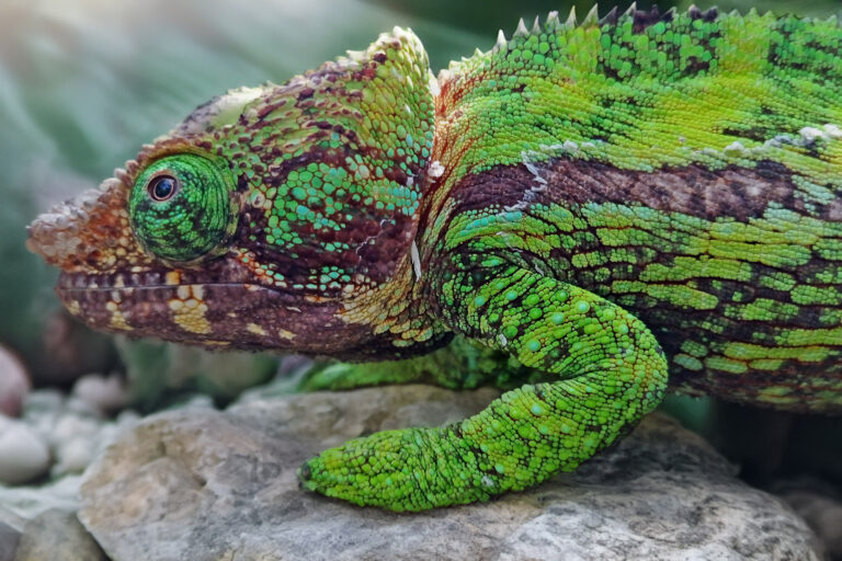 Madagaskar_Fotoreise_Fotosafari_224