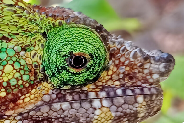 Madagaskar_Fotoreise_Fotosafari_241