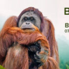 Bist du flexibel, spontan und bereit für ein Abenteuer nach Borneo?