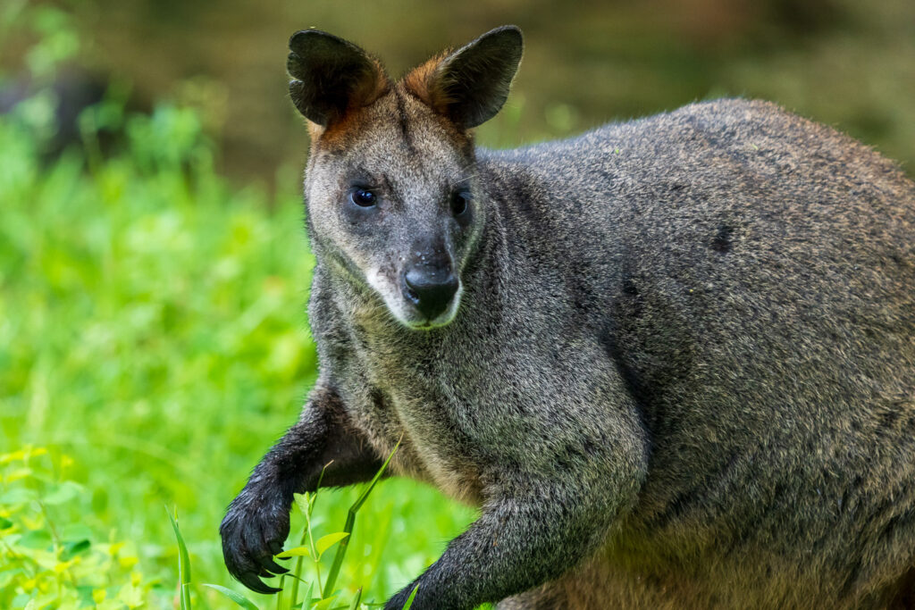 Australien_Fotoreise_603_