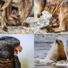 Ein Ruf aus der Ferne – die Seele Australiens durch die Linse entdecken