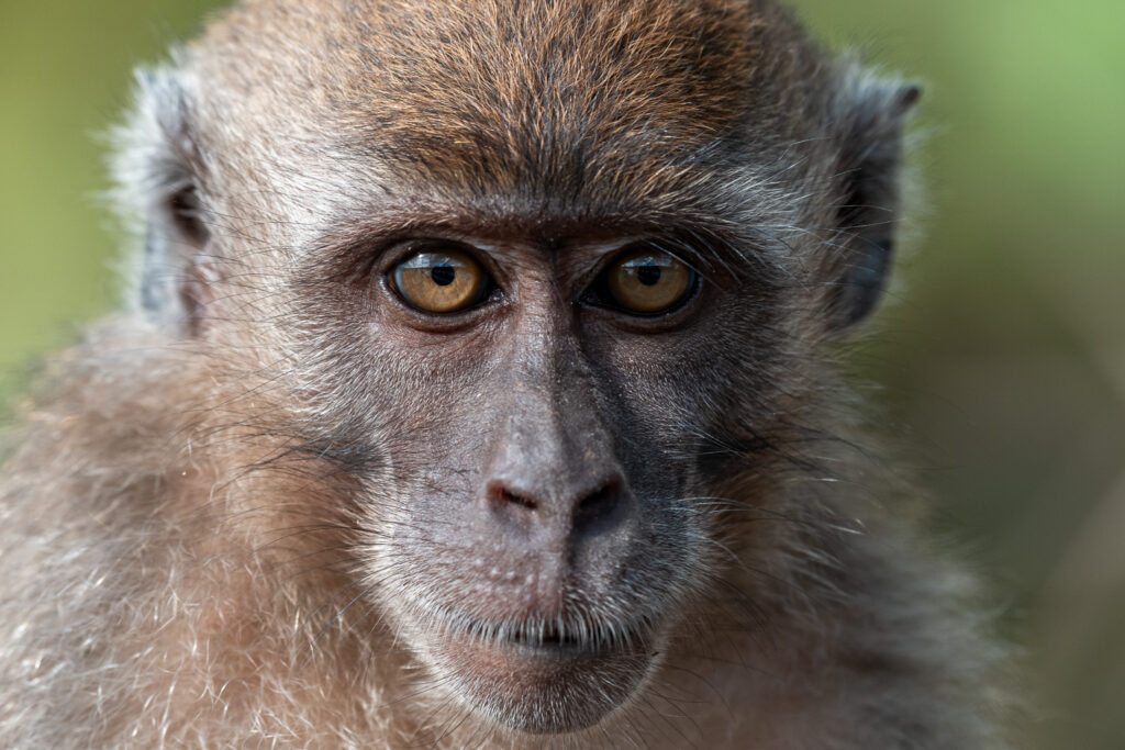 Fotoreise Borneo Tierfotografie 1