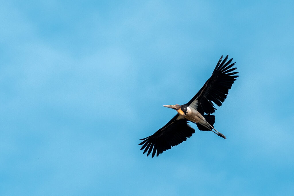 Fotoreise Borneo Tierfotografie 14