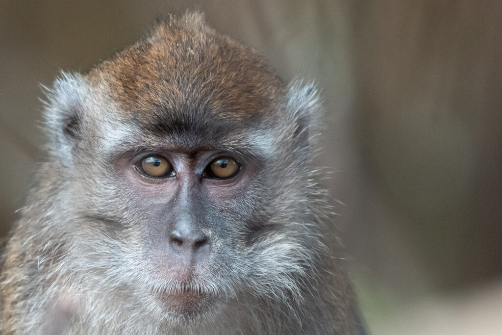 Fotoreise Borneo Tierfotografie 19