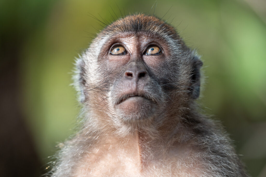 Fotoreise Borneo Tierfotografie 21