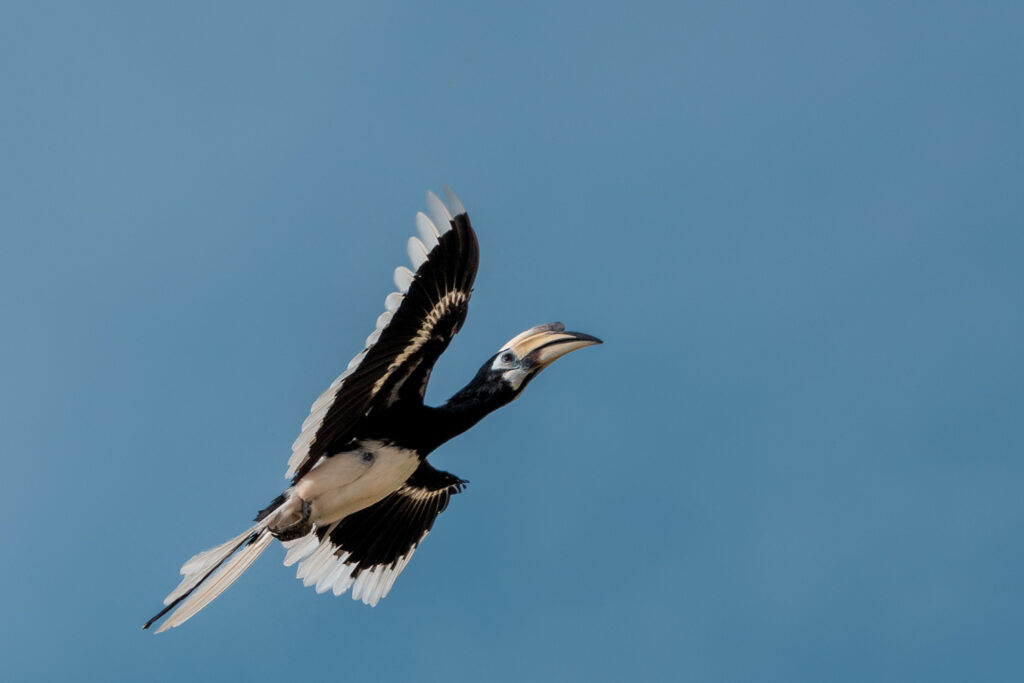 Fotoreise Borneo Tierfotografie 3