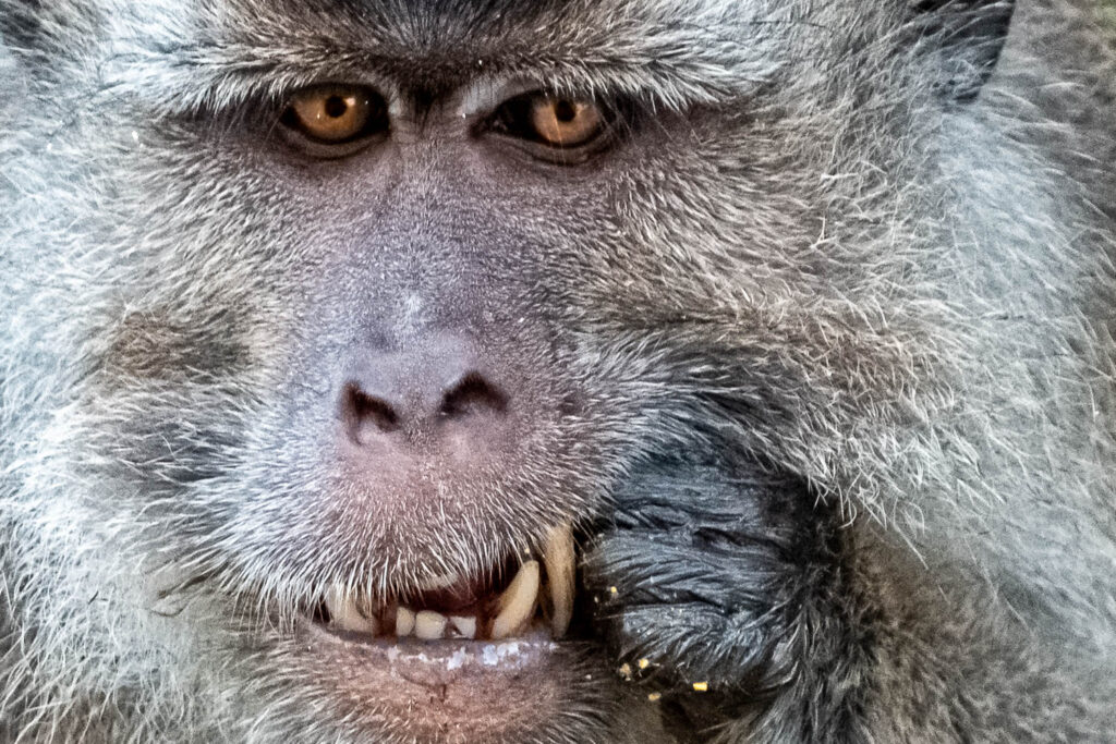 Fotoreise Borneo Tierfotografie 6