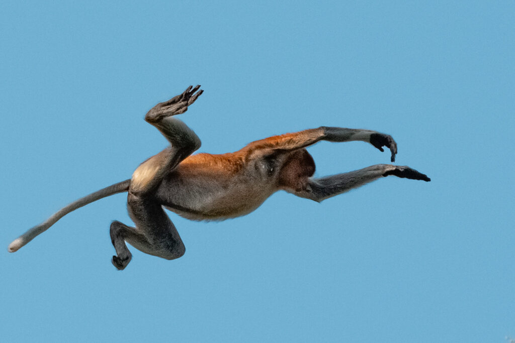 Fotoreise-Nasenaffen-Fotosafari-Borneo-220_