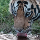 Ein unvergessliches Abenteuer: Unsere Tiger-Fotosafari in Indien