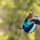 Frische Vogel-Impressionen aus Indien