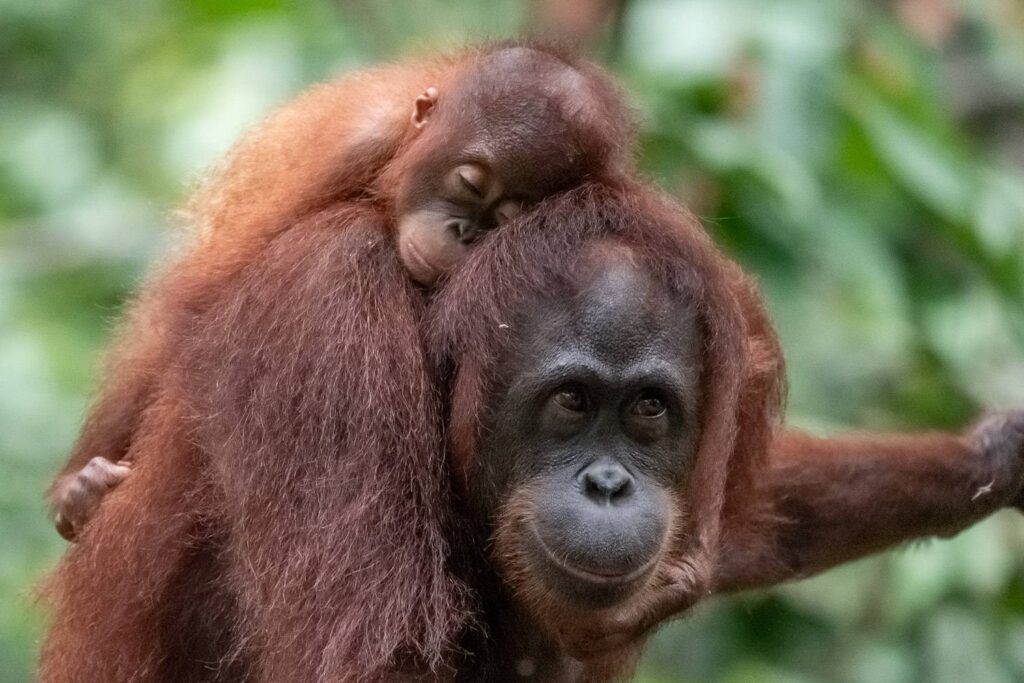 Borneo Fotoreise Fotoworkshop 2