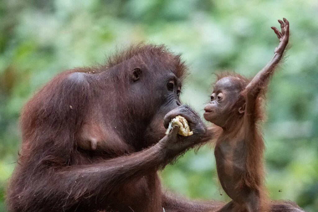 Borneo Fotoreise Fotoworkshop 6
