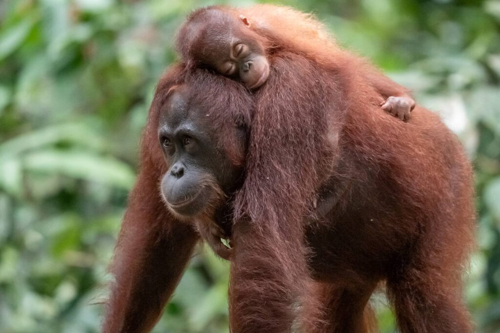 Borneo Fotoreise Fotoworkshop 7