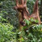 Impressionen aus Borneo