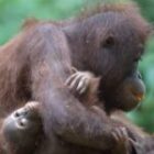 Ein Mutter-Kind- Video aus Borneo