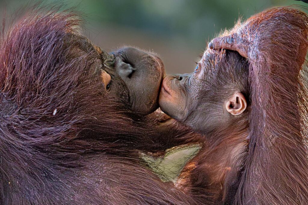 Fotoreise-Borneo-Fotosafari-Orangutan-kuss_A121681