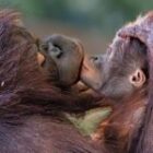 Der Kuss der Wildnis – Eine Liebeserklärung aus dem Dschungel von Borneo