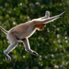 Fliegende Nasen und tanzende Bäume – Eine weitere Begegnung mit dem Nasenaffen