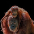 Abschied aus dem Dschungel – goodbye beautiful Borneo.