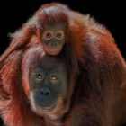 Abschied aus dem Dschungel – goodbye beautiful Borneo.