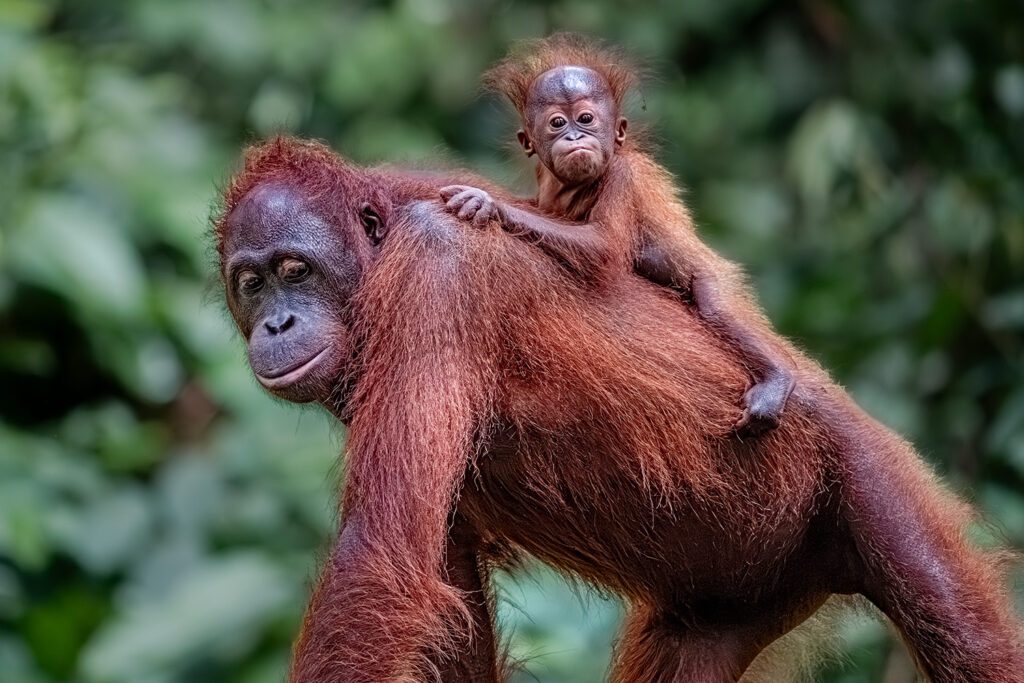 Fotosafari-Borneo-Fotoreise-367_
