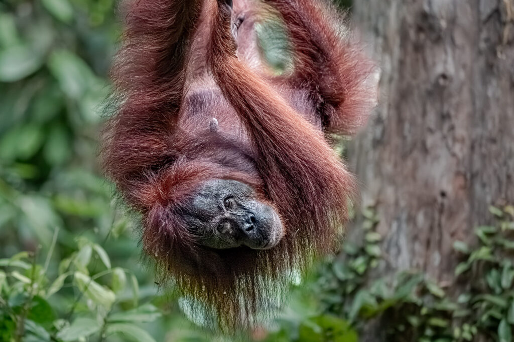 Fotosafari-Borneo-Fotoreise-368_