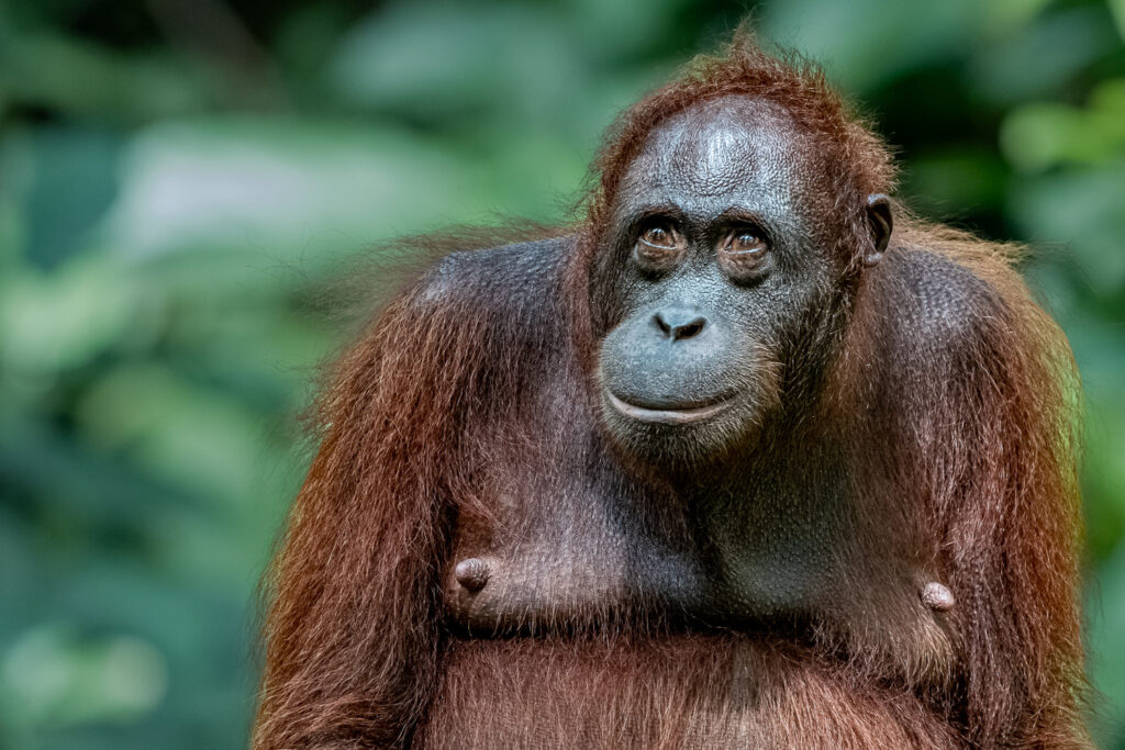 Fotosafari-Borneo-Fotoreise-369_