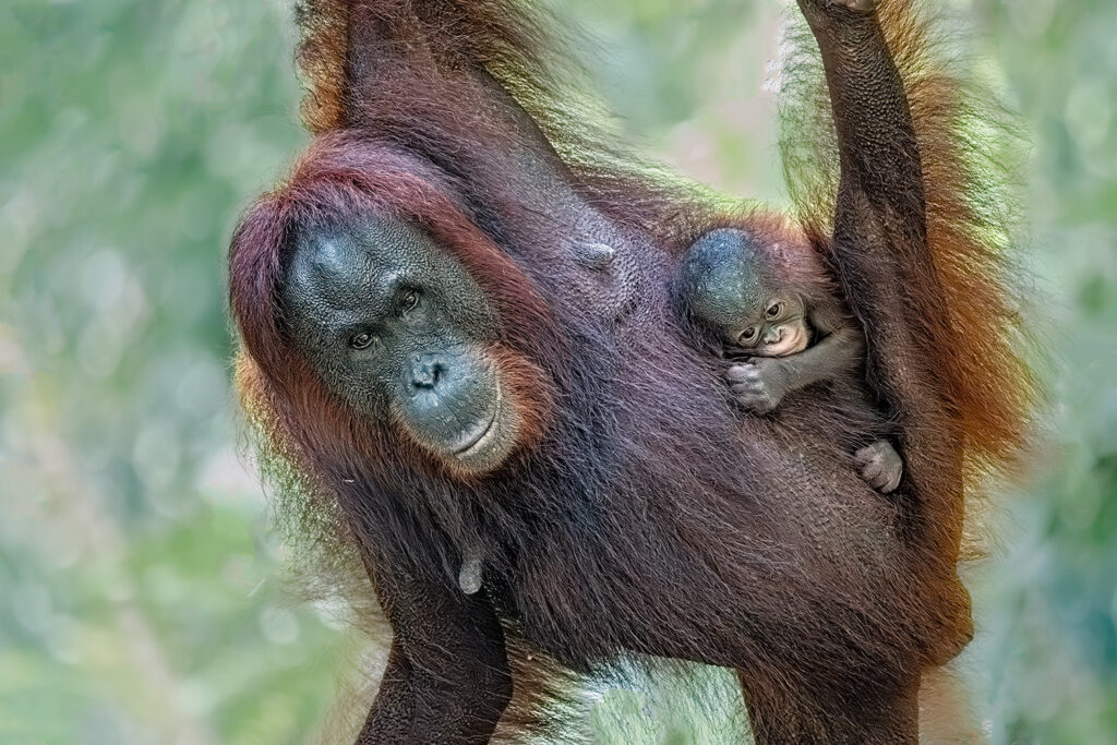 Fotosafari-Borneo-Fotoreise-370_