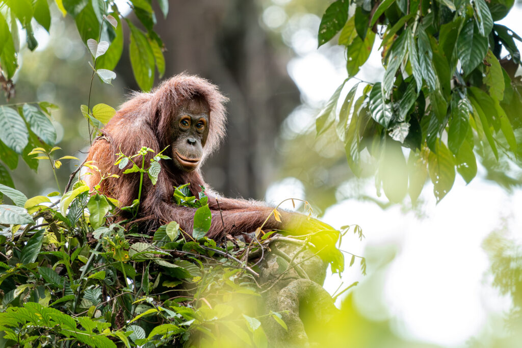 Fotosafari-Borneo-Fotoreise-371_