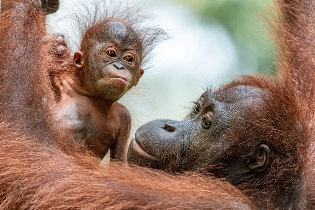 Fotosafari-Borneo-Fotoreise-374_