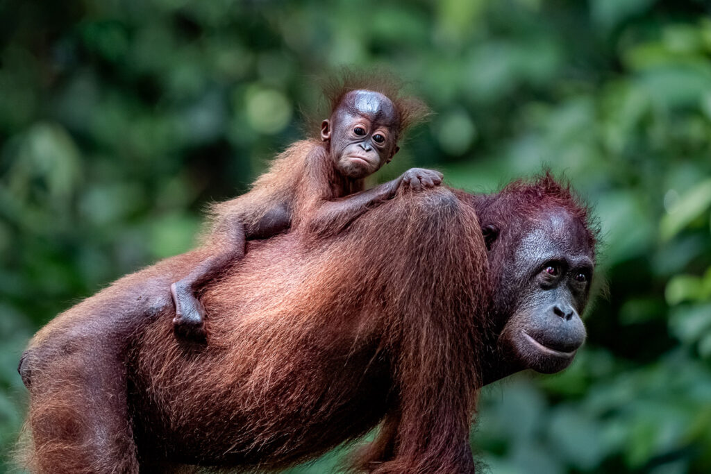 Fotosafari-Borneo-Fotoreise-377_