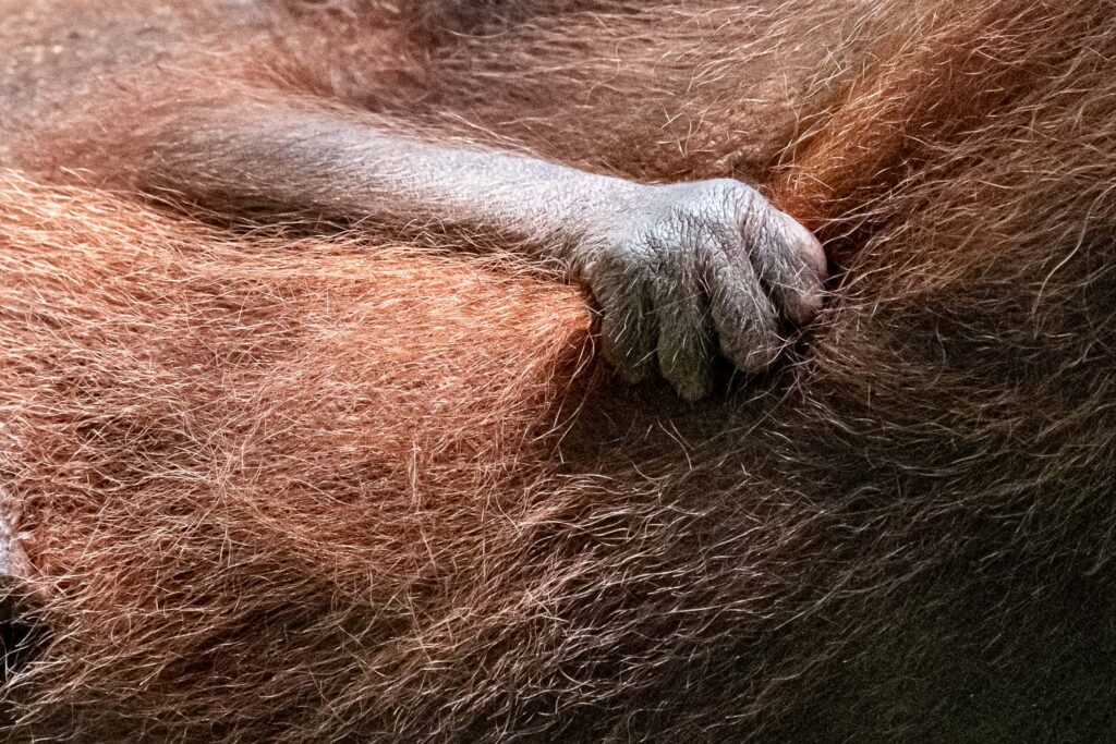 Fotosafari-Borneo-Fotoreise-378_