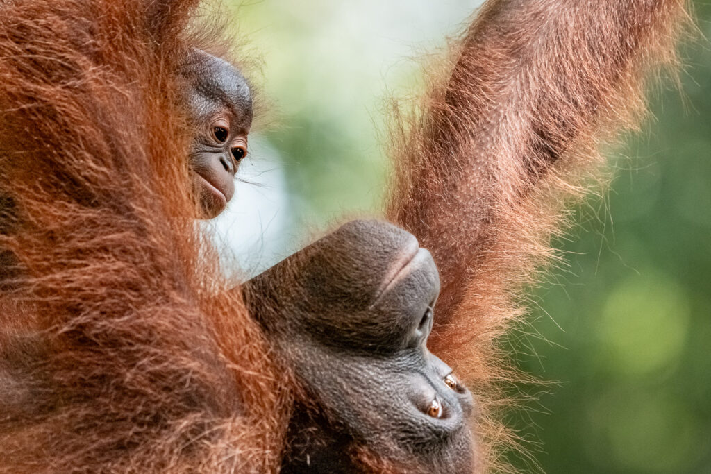 Fotosafari-Borneo-Fotoreise-379_