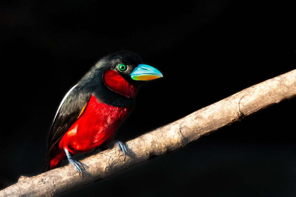 Fotosafari-Borneo-Fotoreise-380_