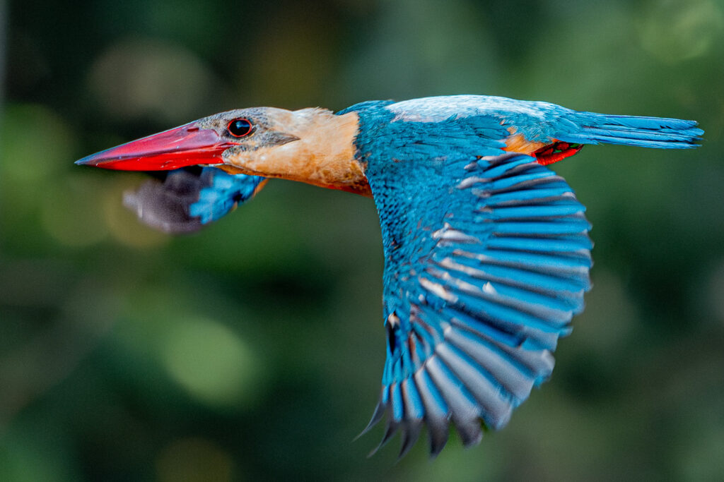 Fotosafari-Borneo-Fotoreise-381_