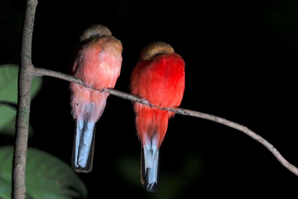 Fotosafari-Borneo-Fotoreise-382_