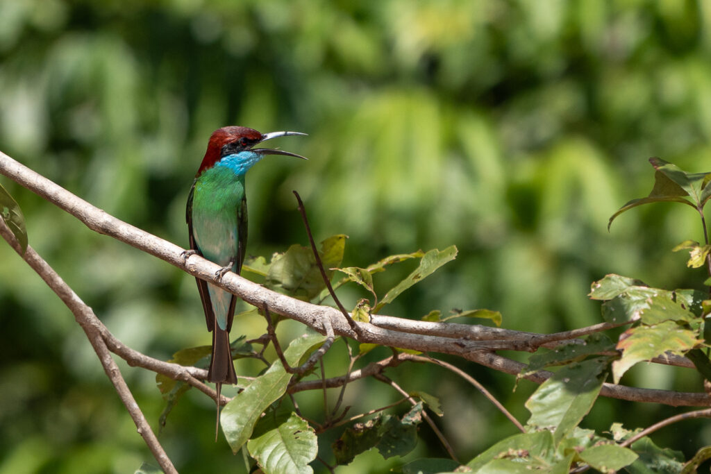 Fotosafari-Borneo-Fotoreise-384_