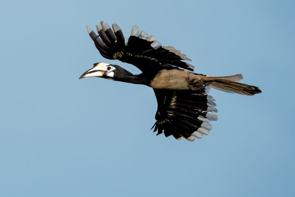 Fotosafari-Borneo-Fotoreise-387_