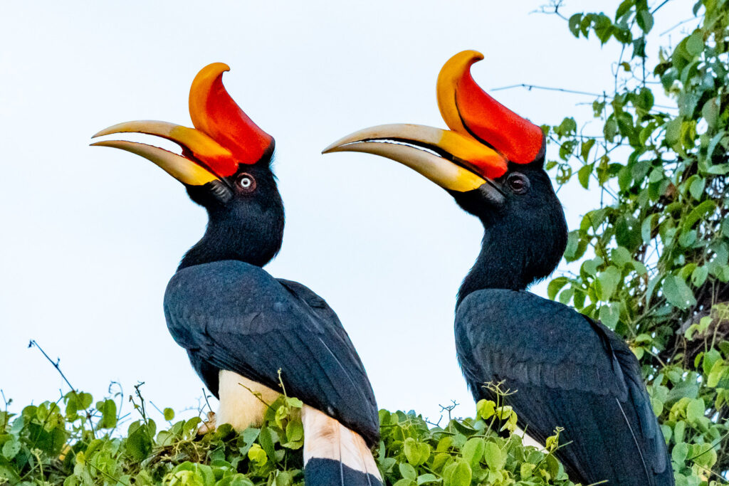 Fotosafari-Borneo-Fotoreise-388_