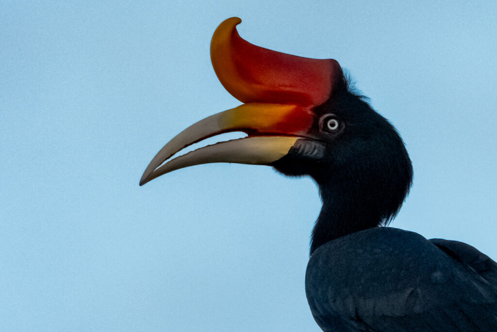Fotosafari-Borneo-Fotoreise-390_