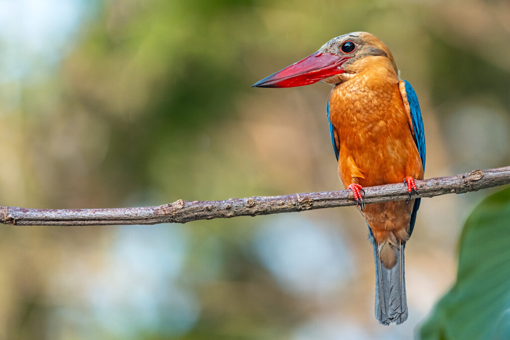Fotosafari-Borneo-Fotoreise-396_